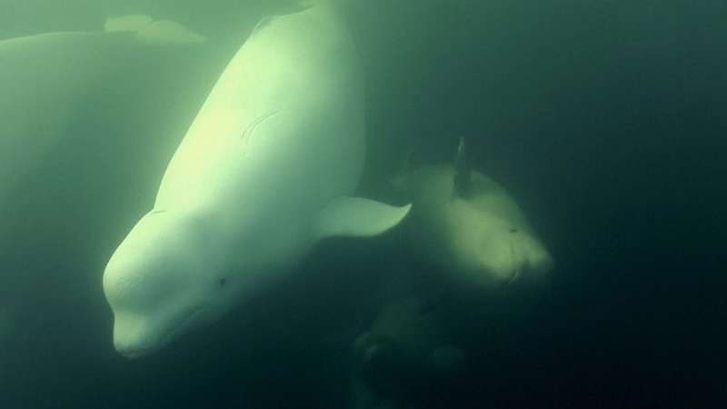 Veja fêmeas de belugas indo em direção à Baía de Hudson para dar à luz e criar seus filhotes
