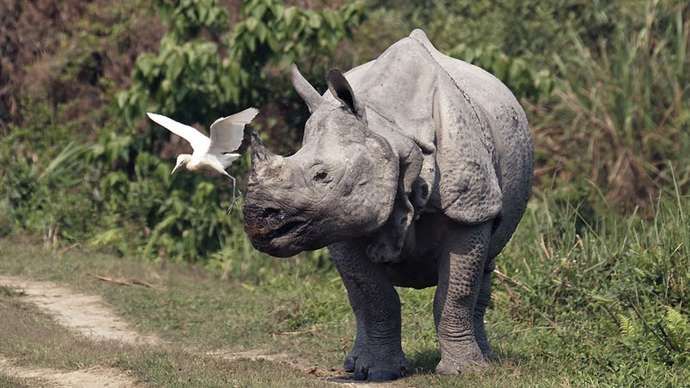 rhinocéros indien