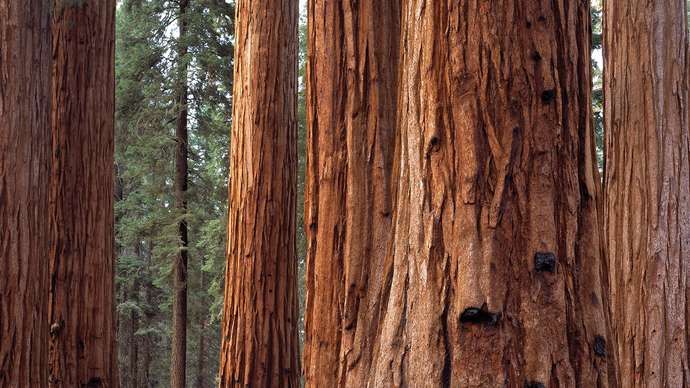 Caminante en el Parque Nacional Sequoia en Sierra Nevada, centro-este de California.