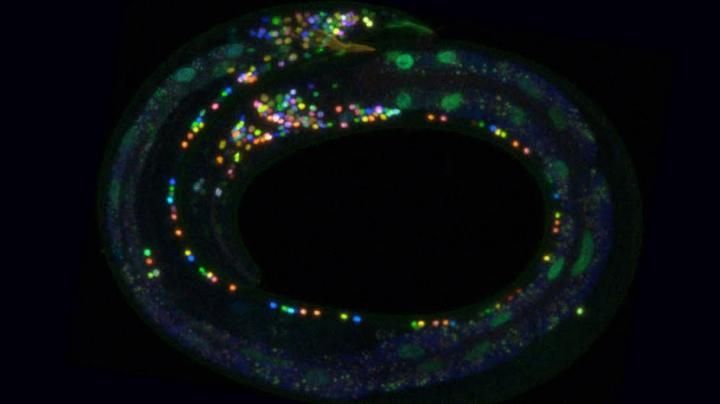 A ferramenta colorida de mapeamento cerebral ilumina conexões neurais