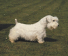 Terrier de Sealyham.