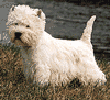 Terrier blanc des Highlands de l