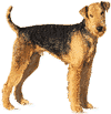 Airedale terrier.