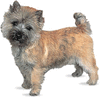 Cairn terrier.