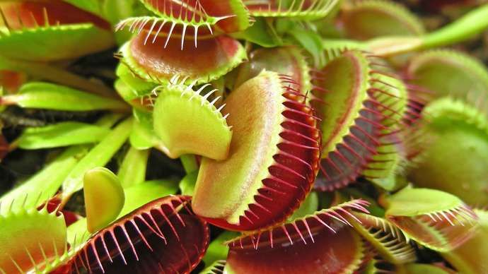 Planda carnivorous