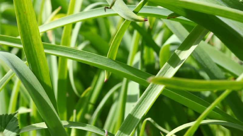 Aprenda cómo las plantas de angiospermas y gimnospermas almacenan sus semillas