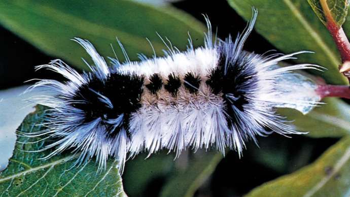 Chenille à houppes tachetées (Lophocampa maculata).