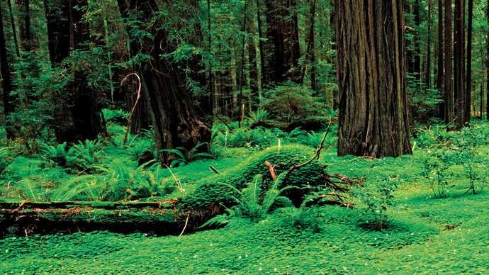 Parque Nacional Redwood