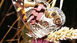 Američki oslikana dama (Vanessa virginiensis)