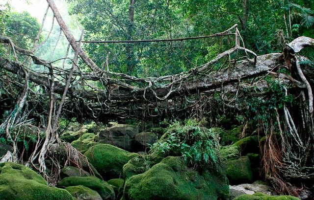 Diversión de fin de semana: los puentes vivos de la India