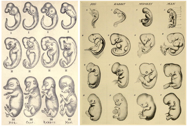 Ernst Haeckel